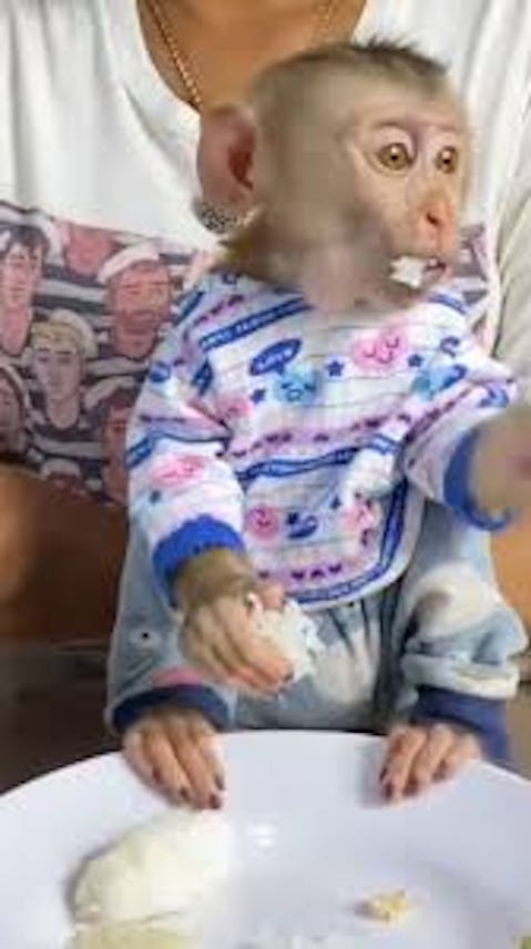 CAPUCHIN MONKEYS AVAILABLE FOR ADOPTION